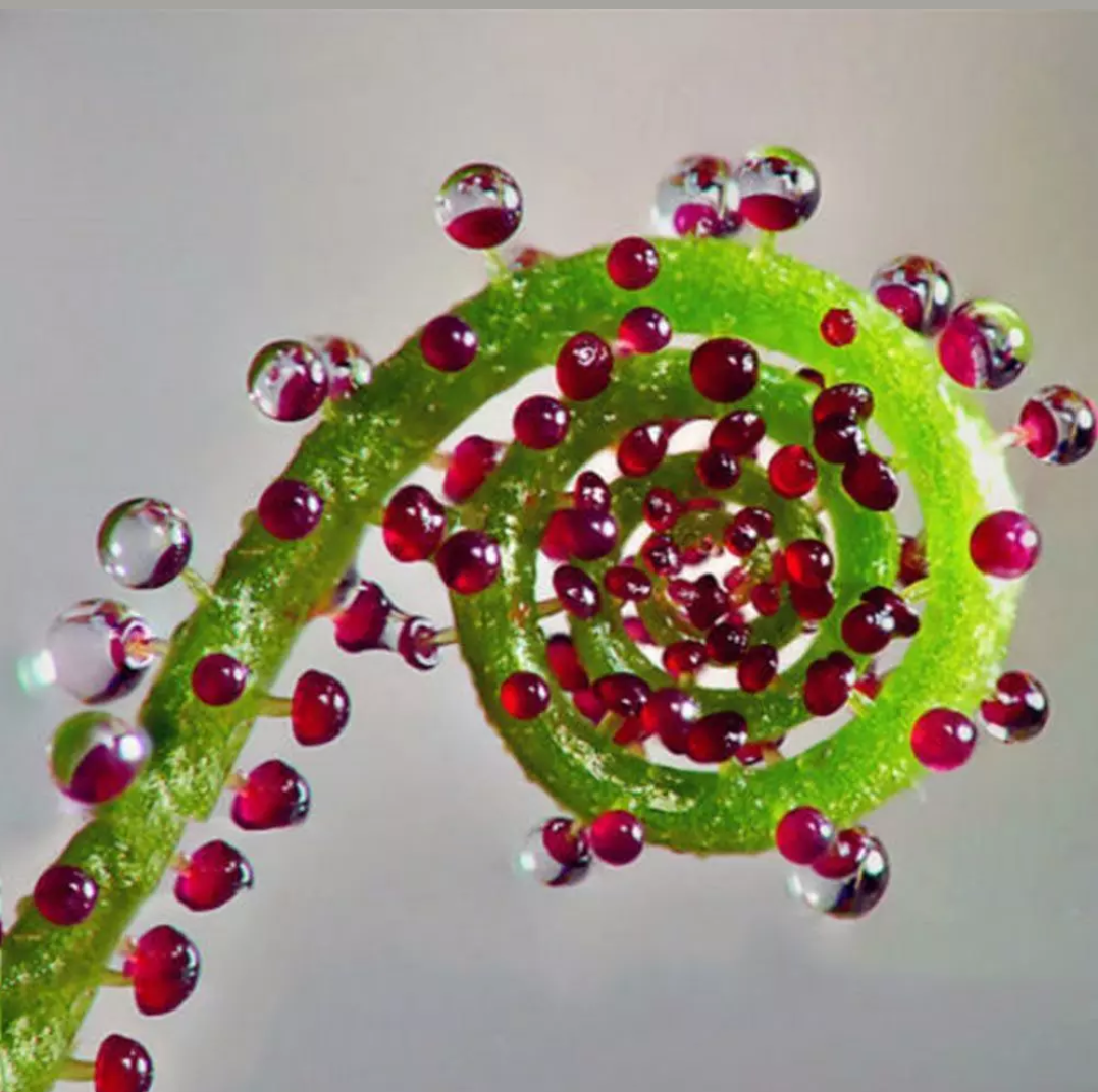 Drosera Capensis samen.