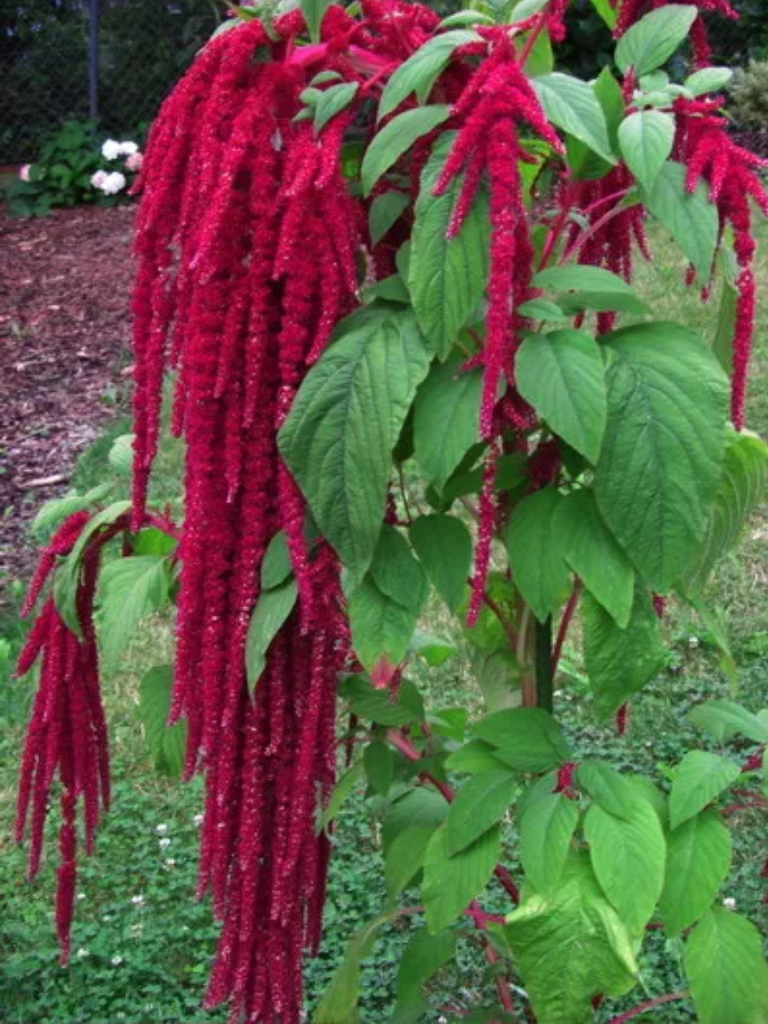 Amaranthus Caudatus - Fuchsschwanzamarant 10 stück