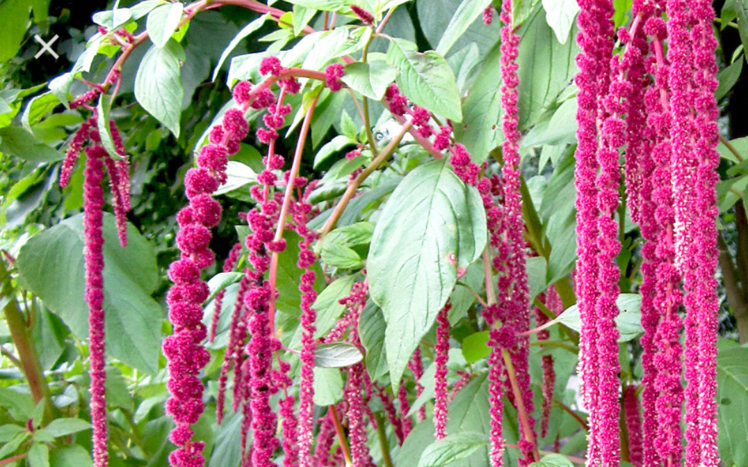 Amaranthus Caudatus - Fuchsschwanzamarant 10 stück