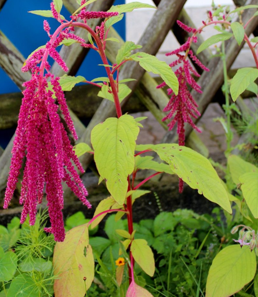 Amaranthus Caudatus - Fuchsschwanzamarant 10 stück