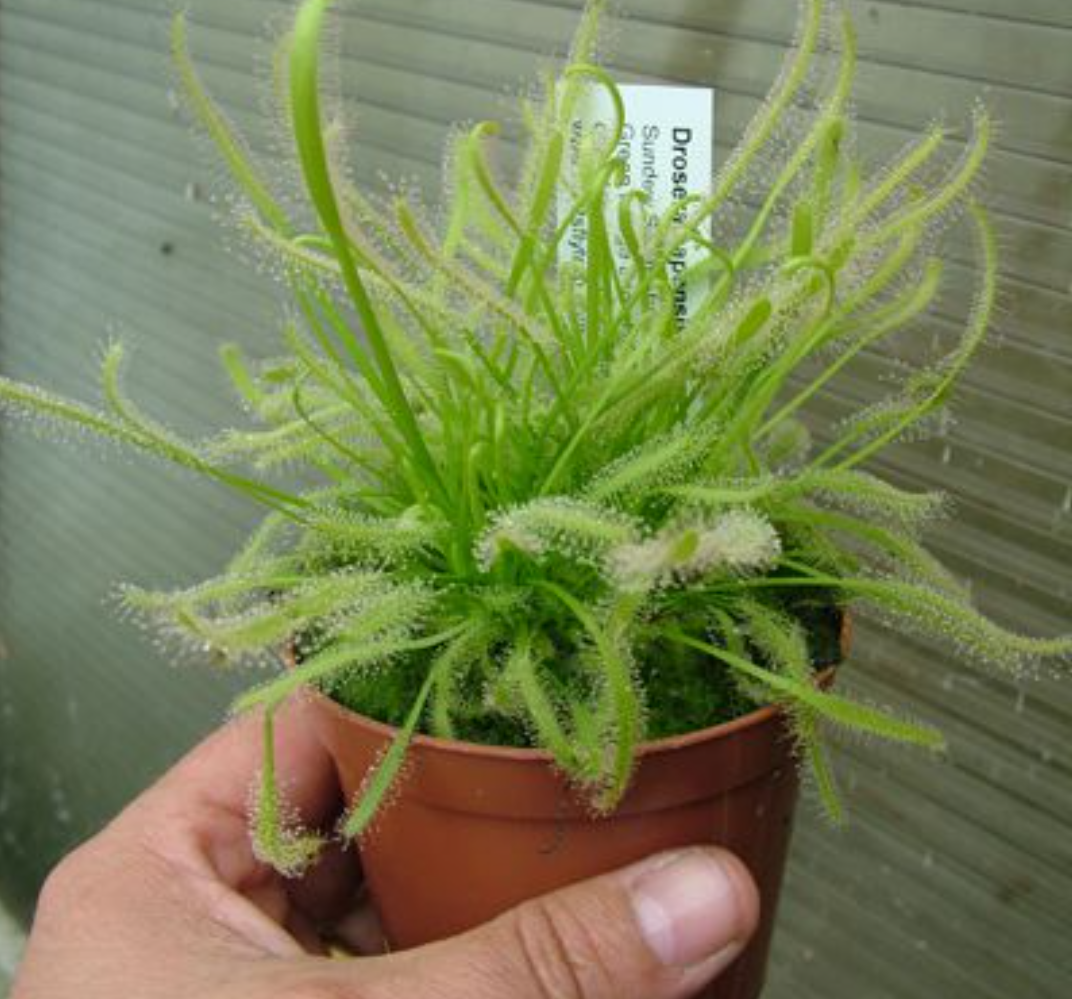 Drosera Capensis samen.