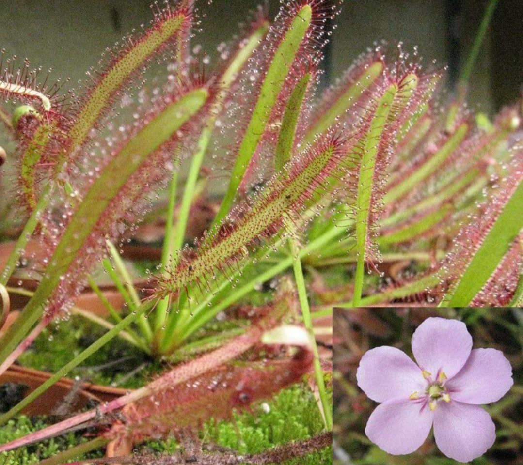 Drosera Capensis samen.