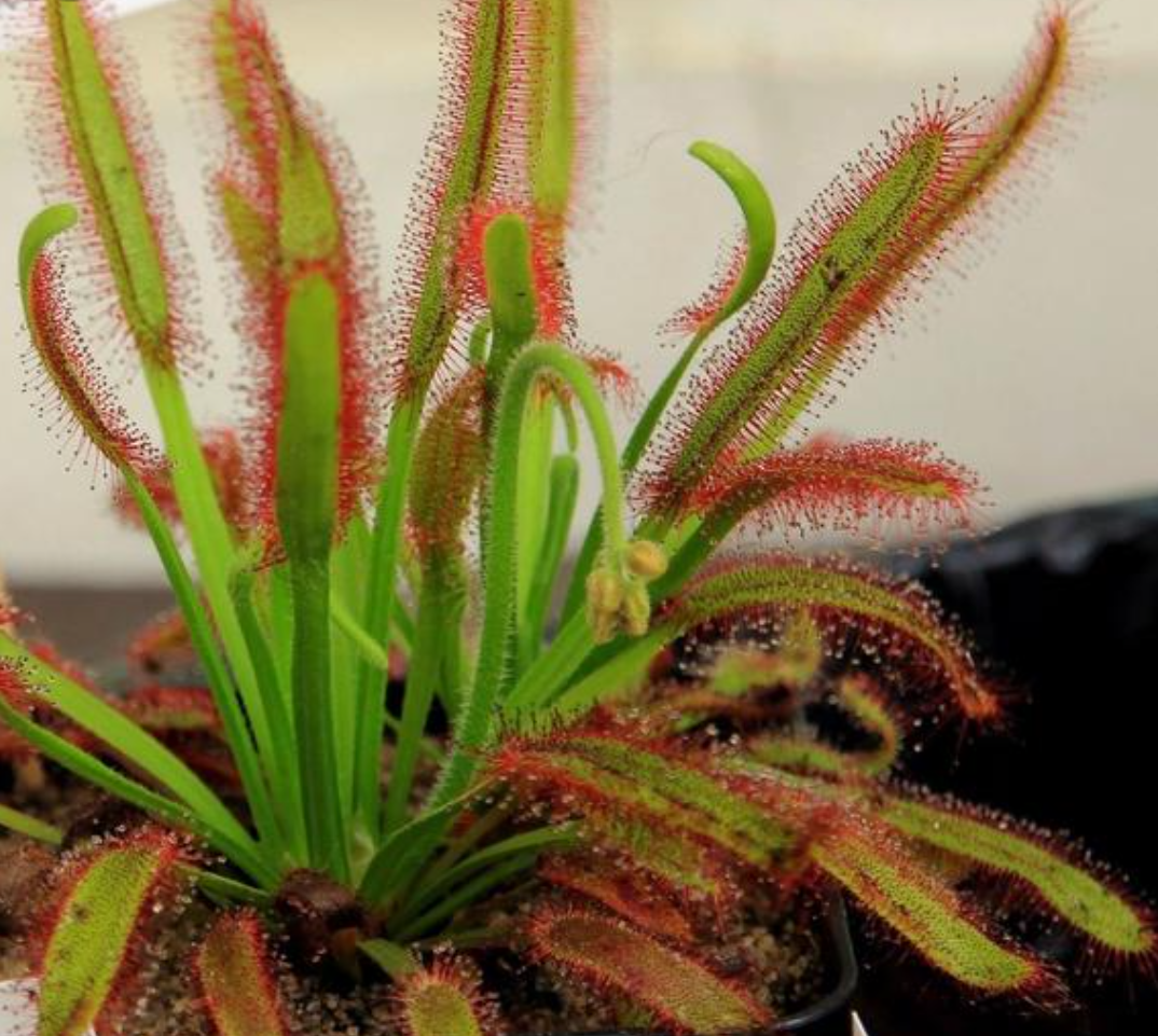 Drosera Capensis samen.