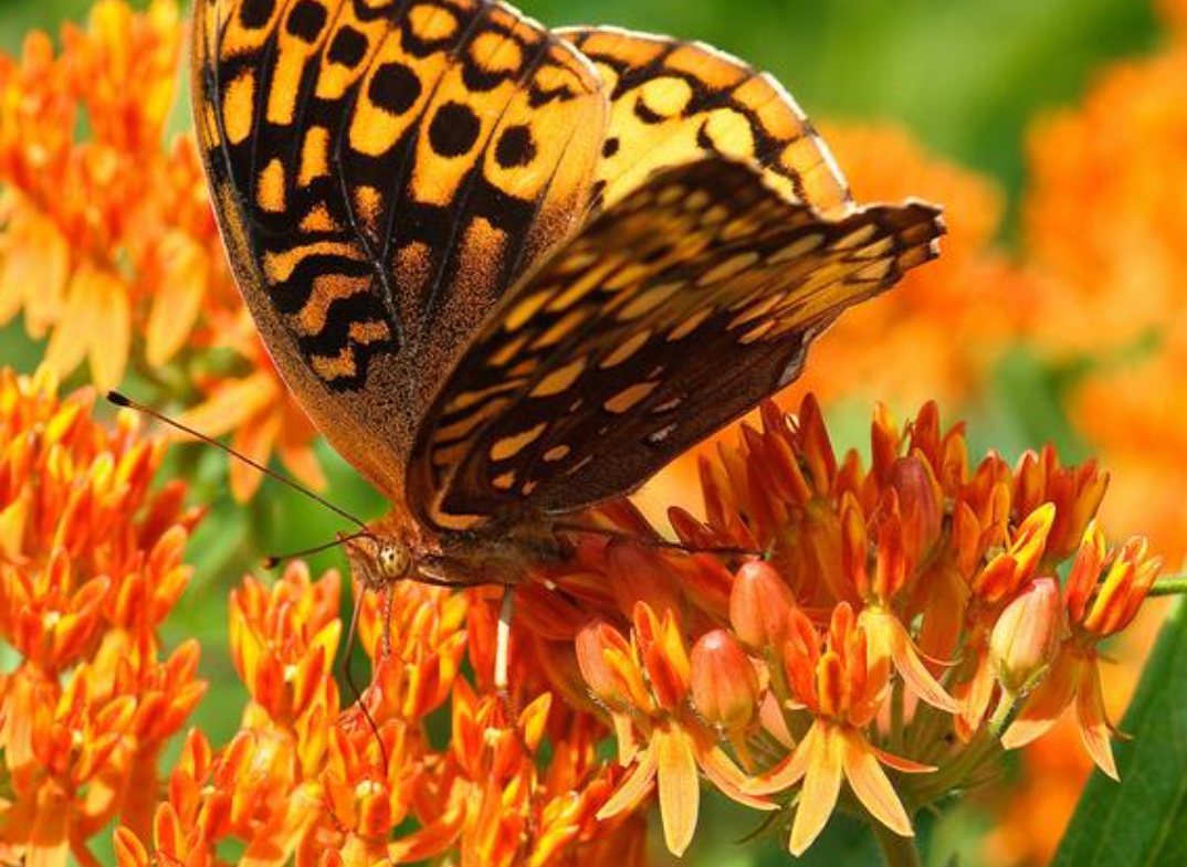 Orange Schmetterling seidenpflanse Asclepias 15 stück