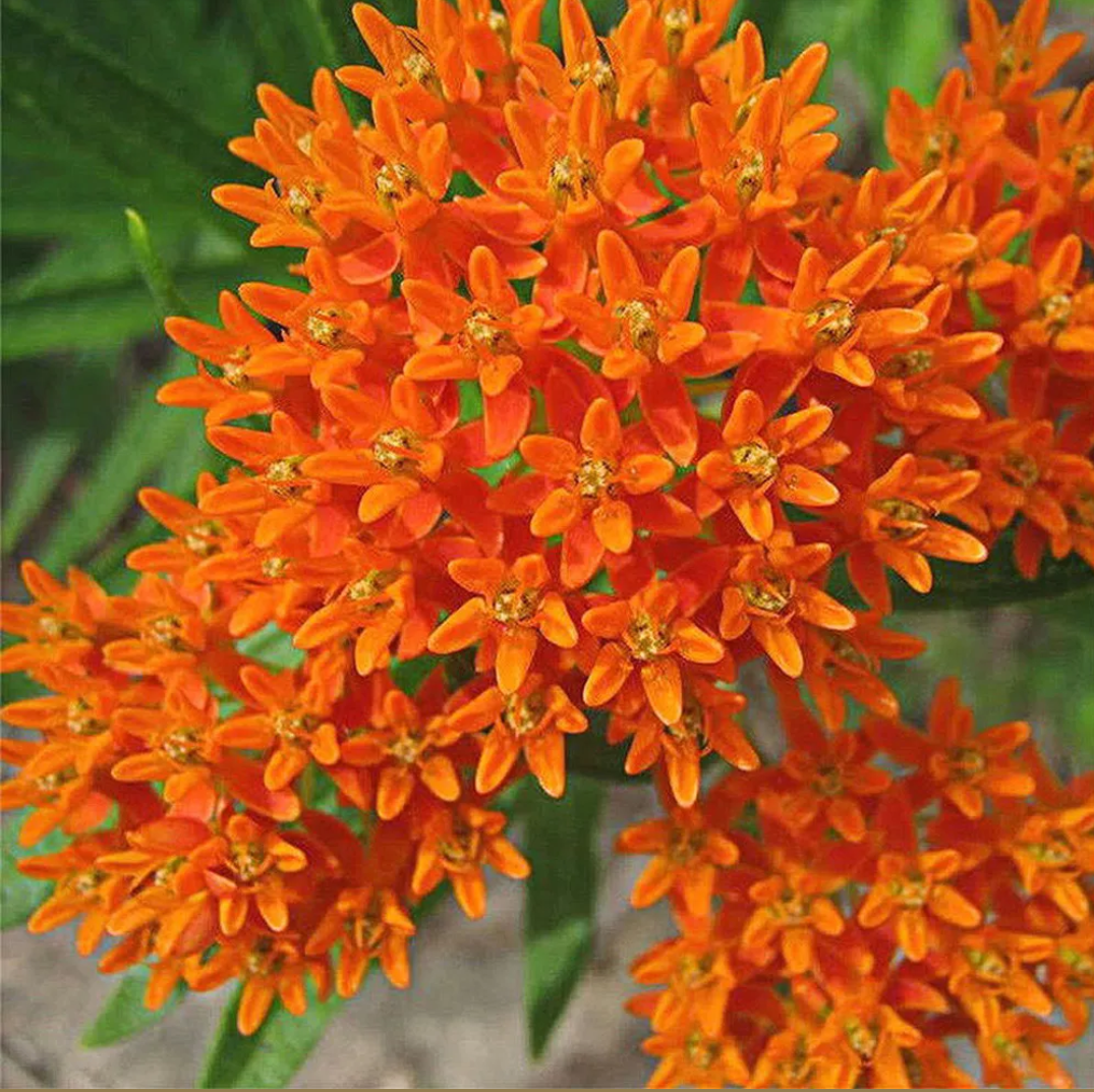 Orange Schmetterling seidenpflanse Asclepias 15 stück