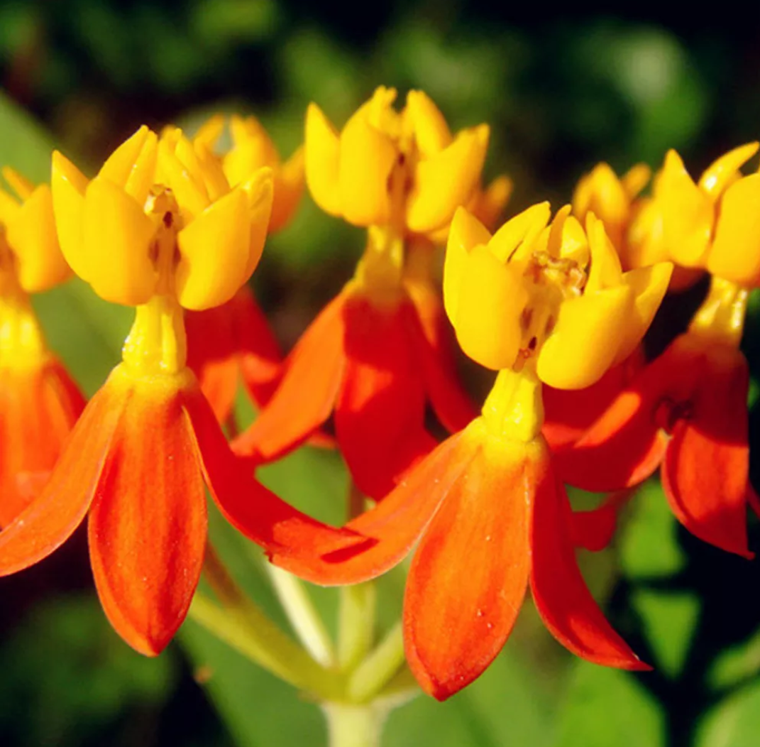 Orange Schmetterling seidenpflanse Asclepias 15 stück
