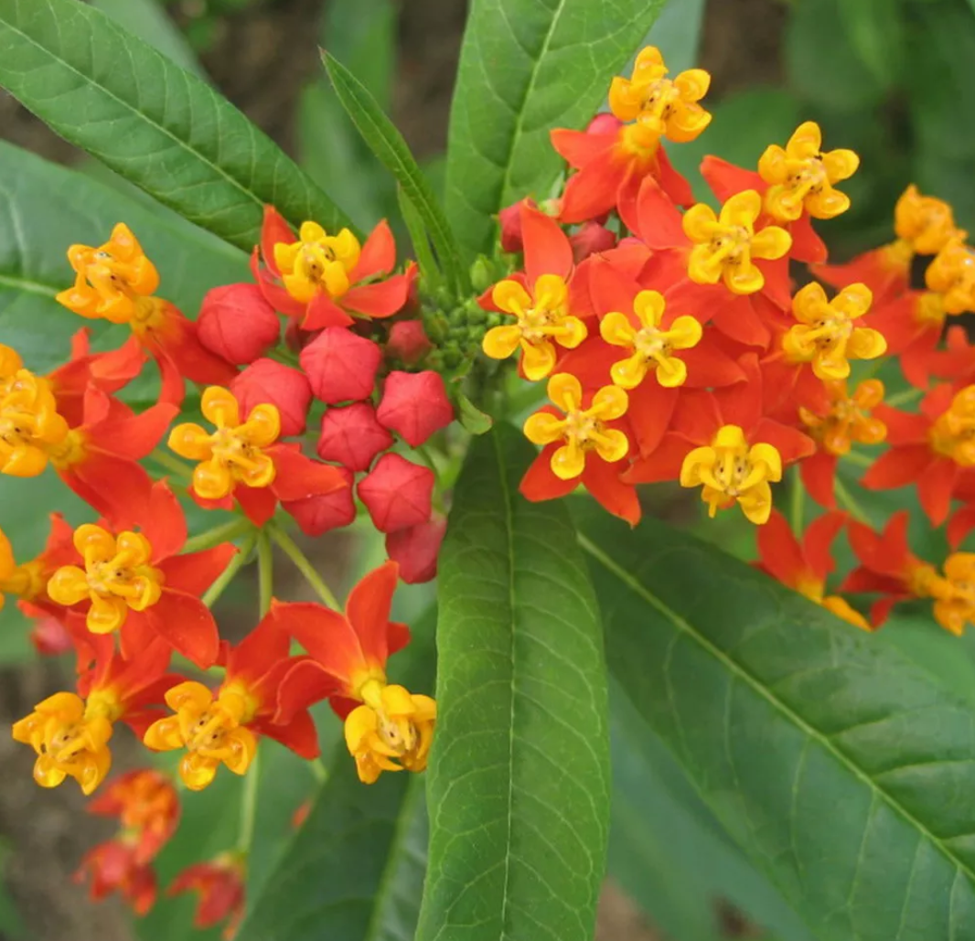 Orange Schmetterling seidenpflanse Asclepias 15 stück