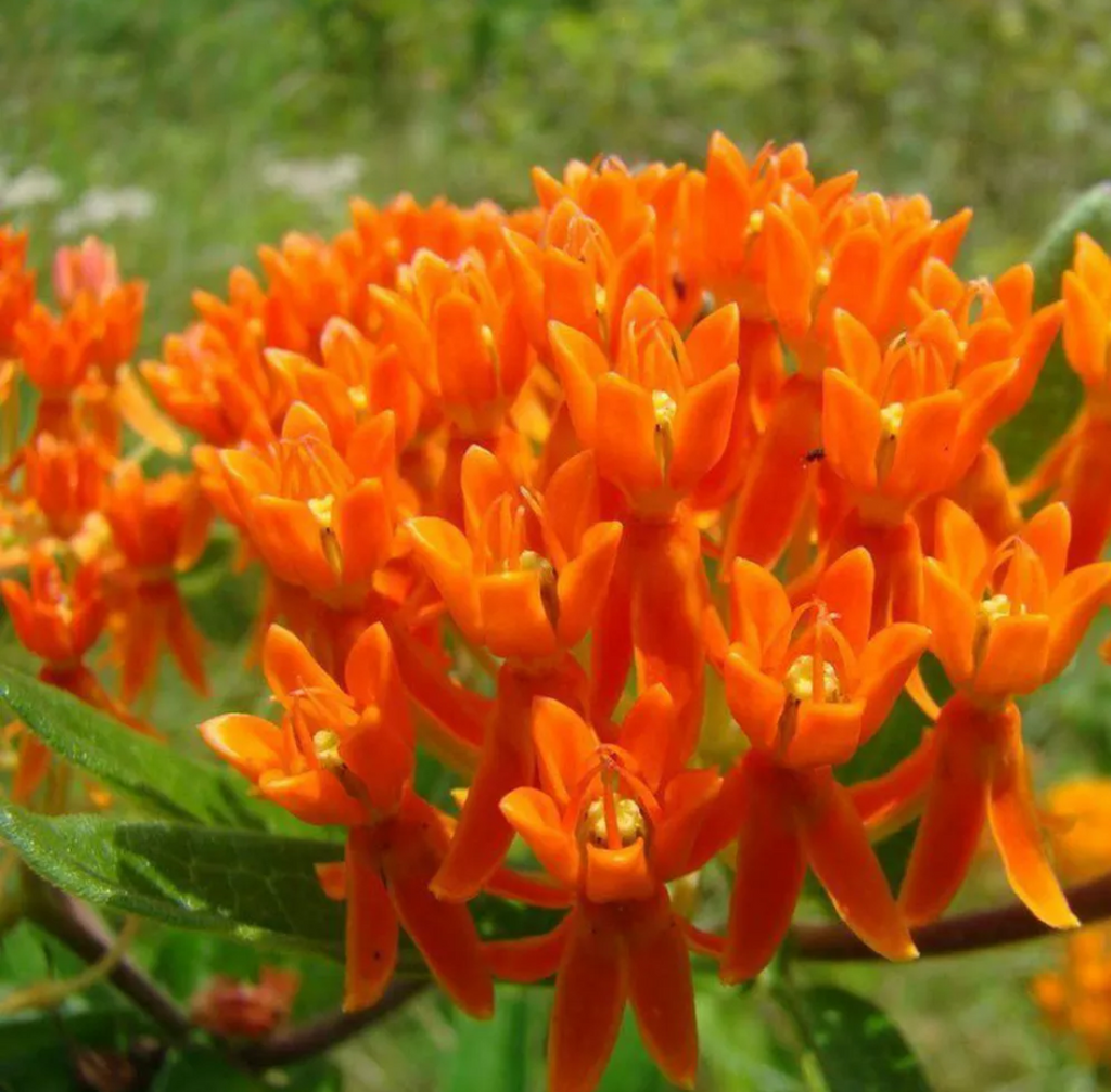 Orange Schmetterling seidenpflanse Asclepias 15 stück