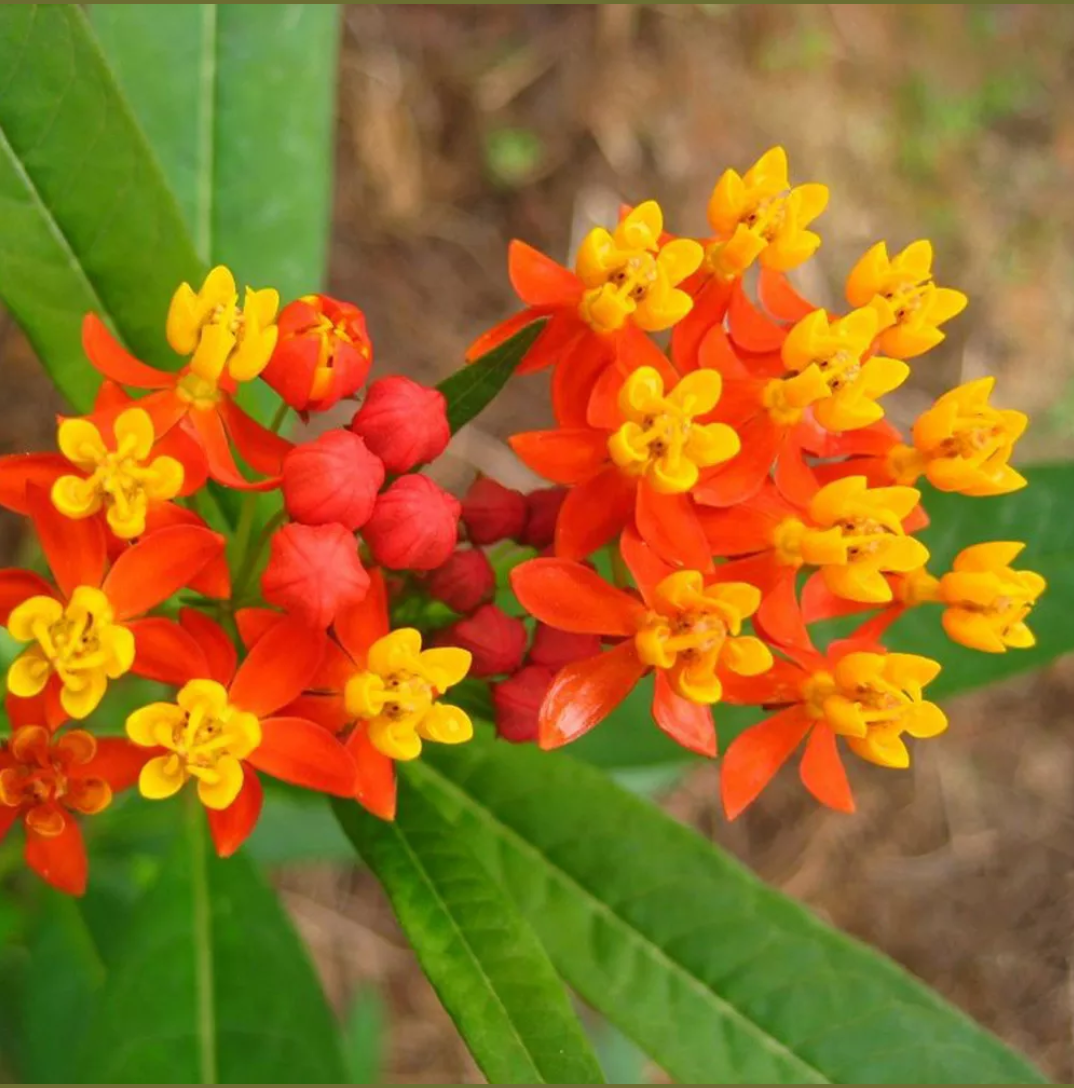 Orange Schmetterling seidenpflanse Asclepias 15 stück