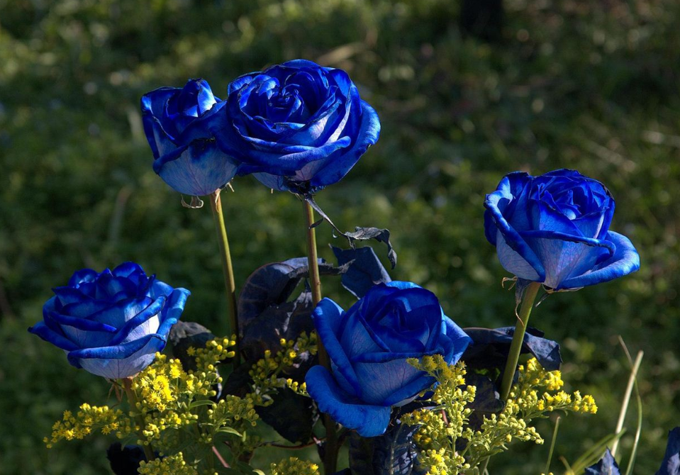 Blau rose 10 stück
