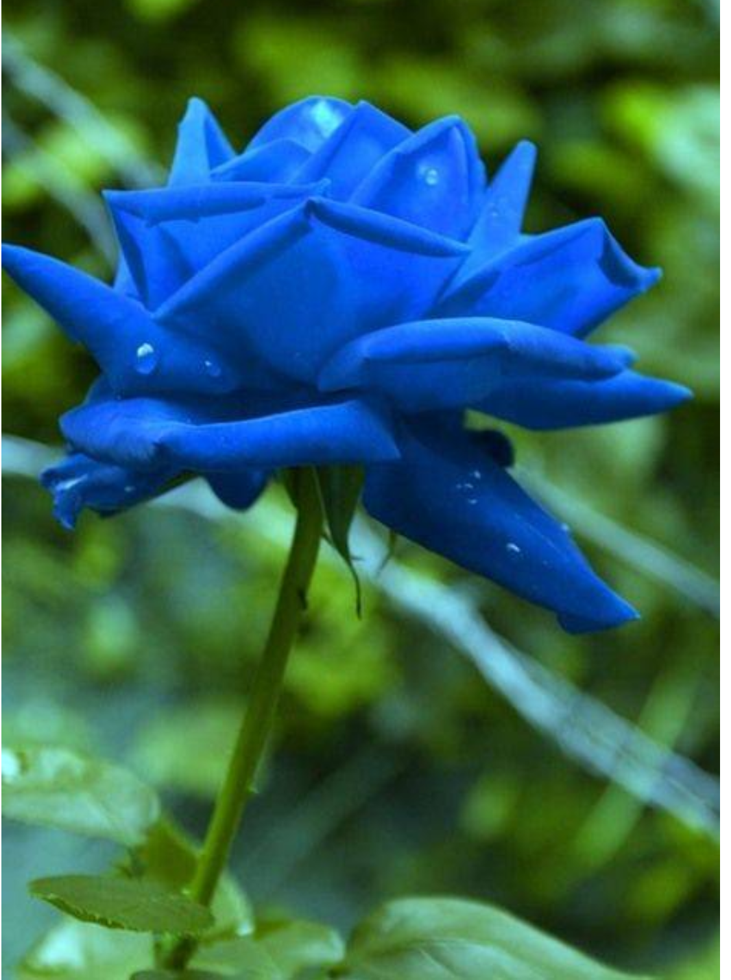 Blau rose 10 stück