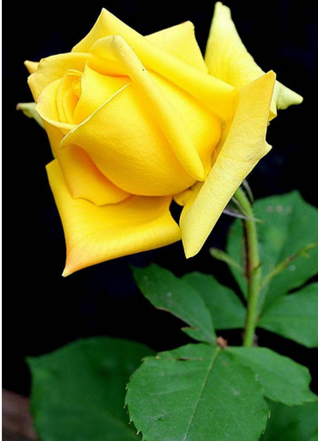 Rose samen gelb rose