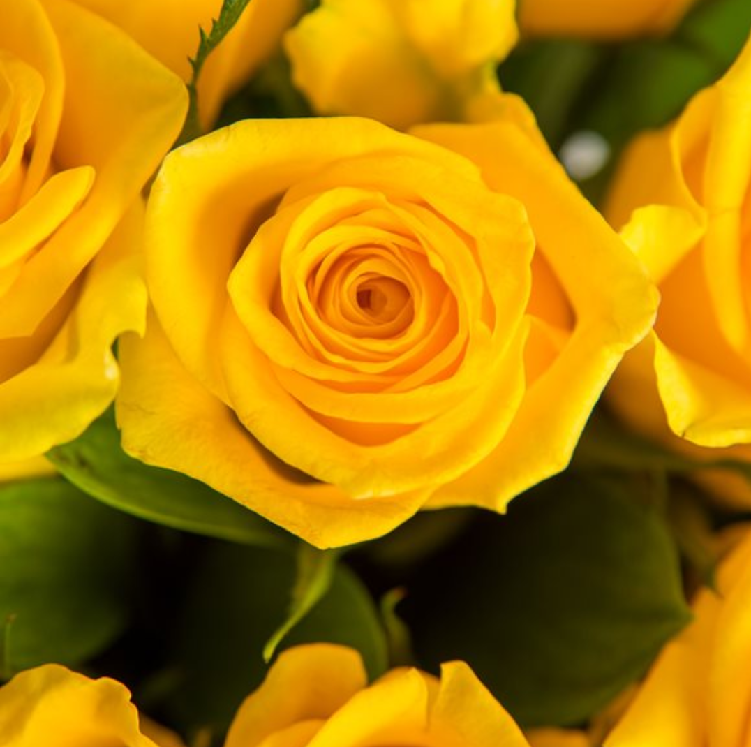 Rose samen gelb rose