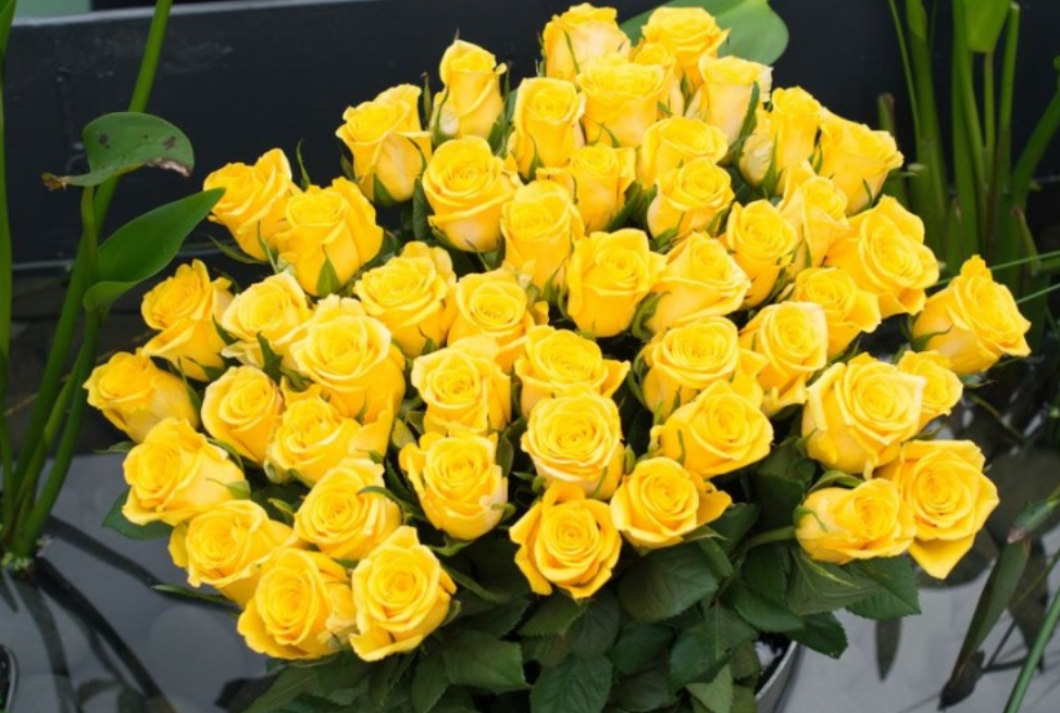 Rose samen gelb rose
