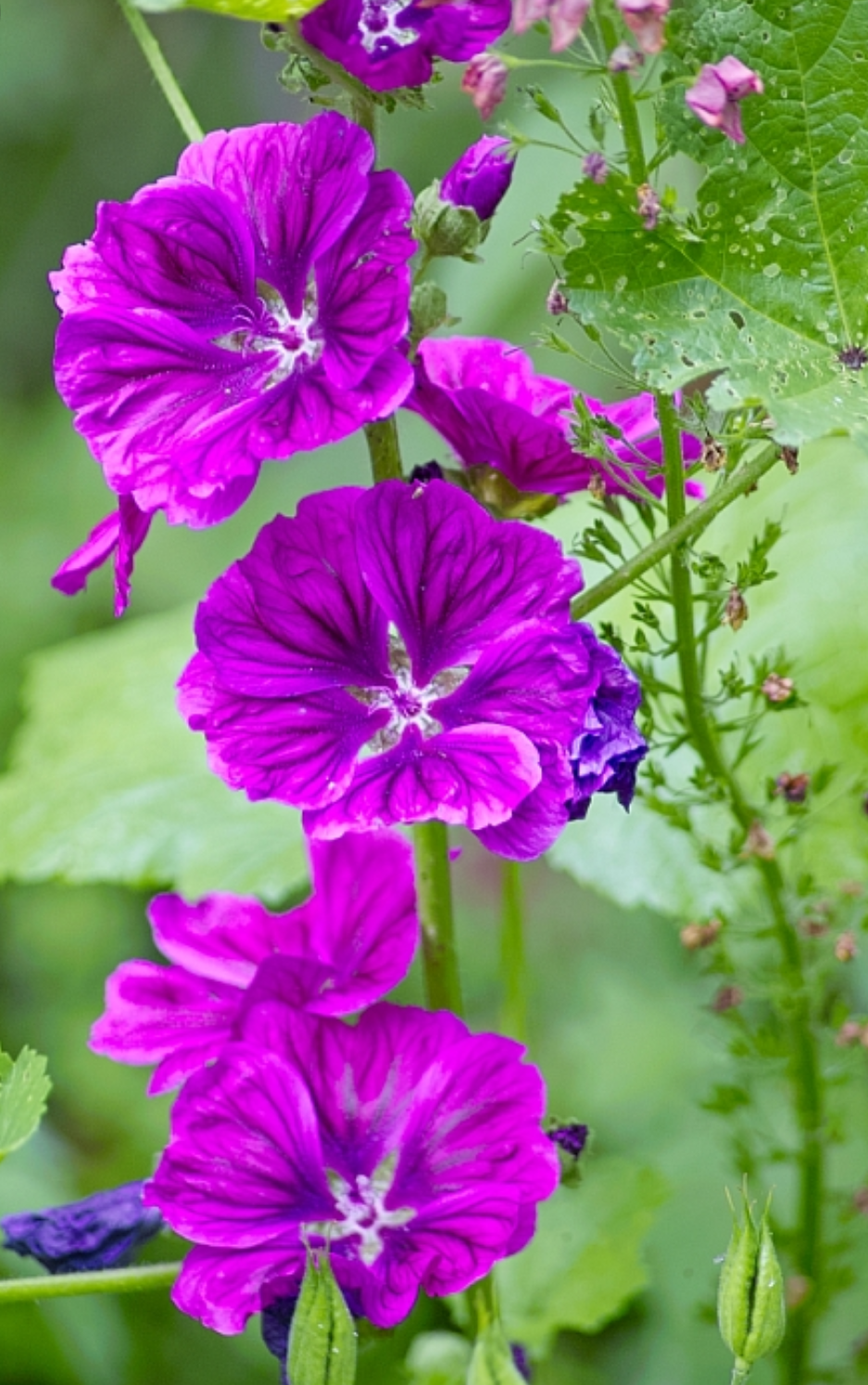 Mauritanian Malva Sylvestris Eibisch Blumensamen 15 stück