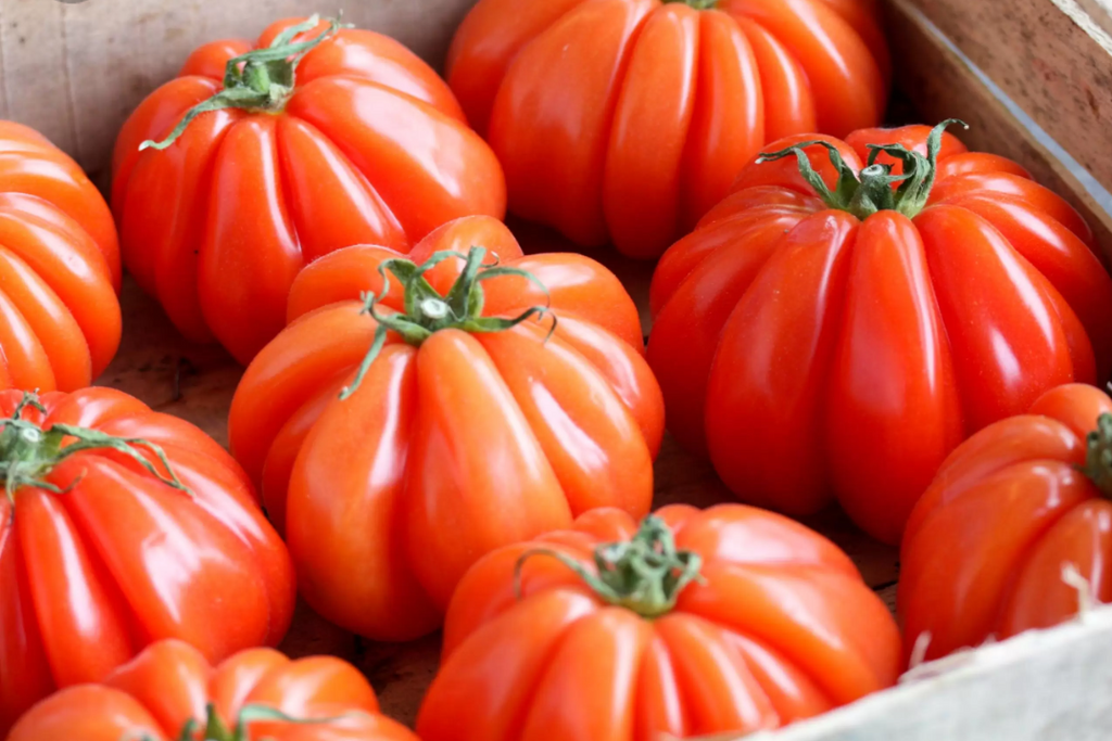 Corazon Tomate Samen 10 stück