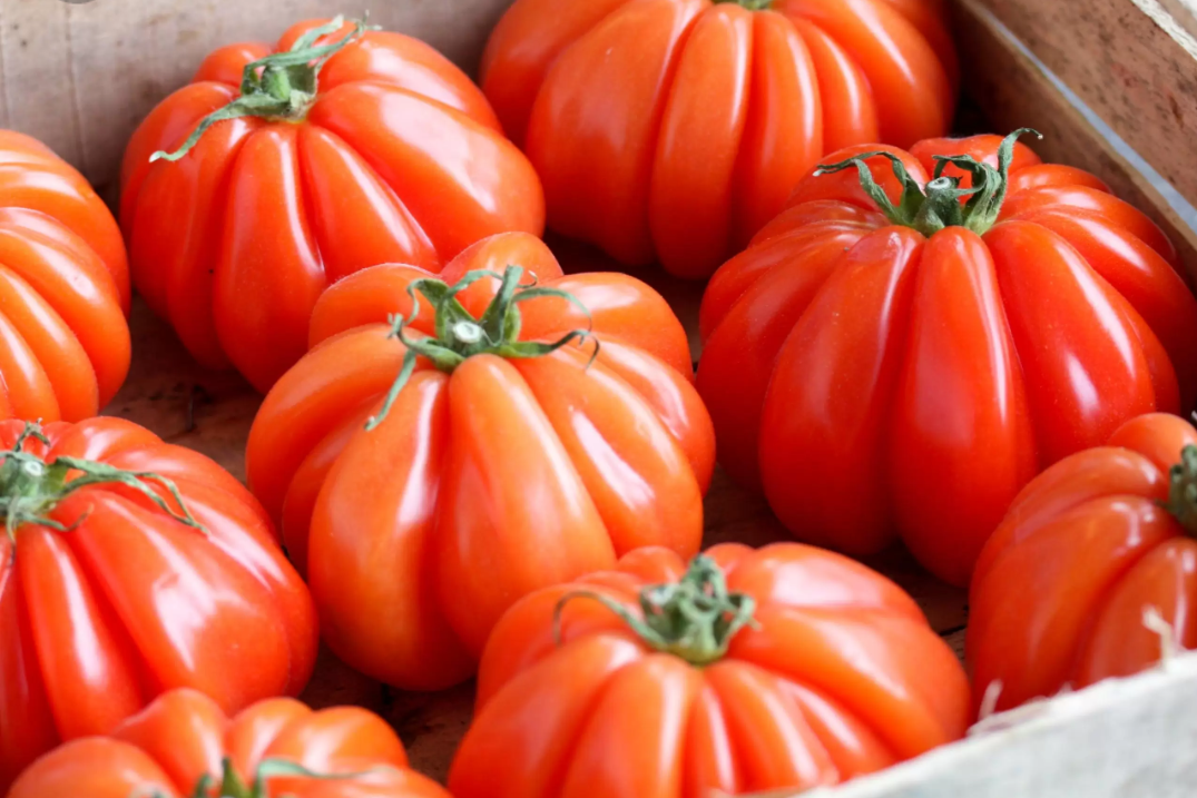 Corazon Tomate Samen 10 stück