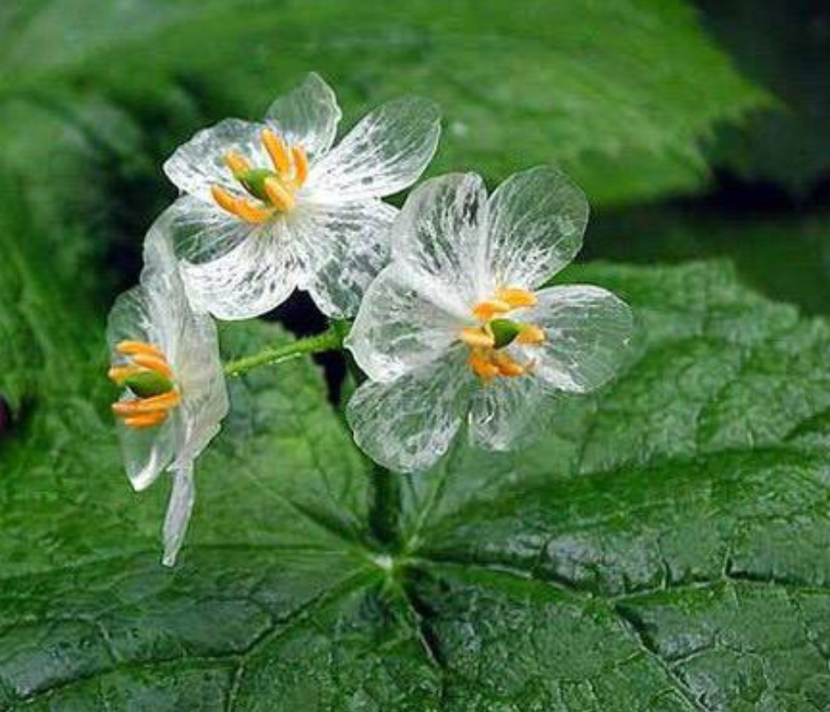 Exotische Transparente Blumen Samen Diphylleia Grayi