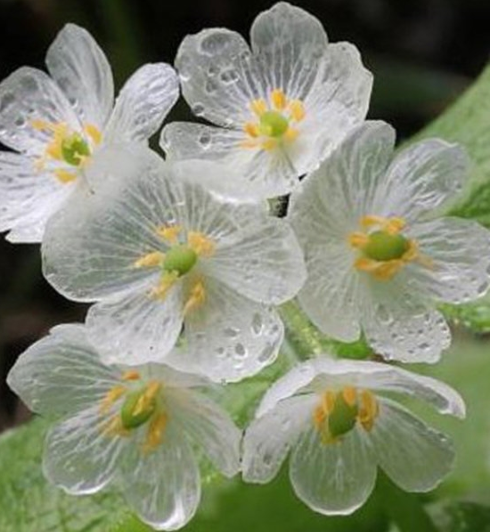 Exotische Transparente Blumen Samen Diphylleia Grayi