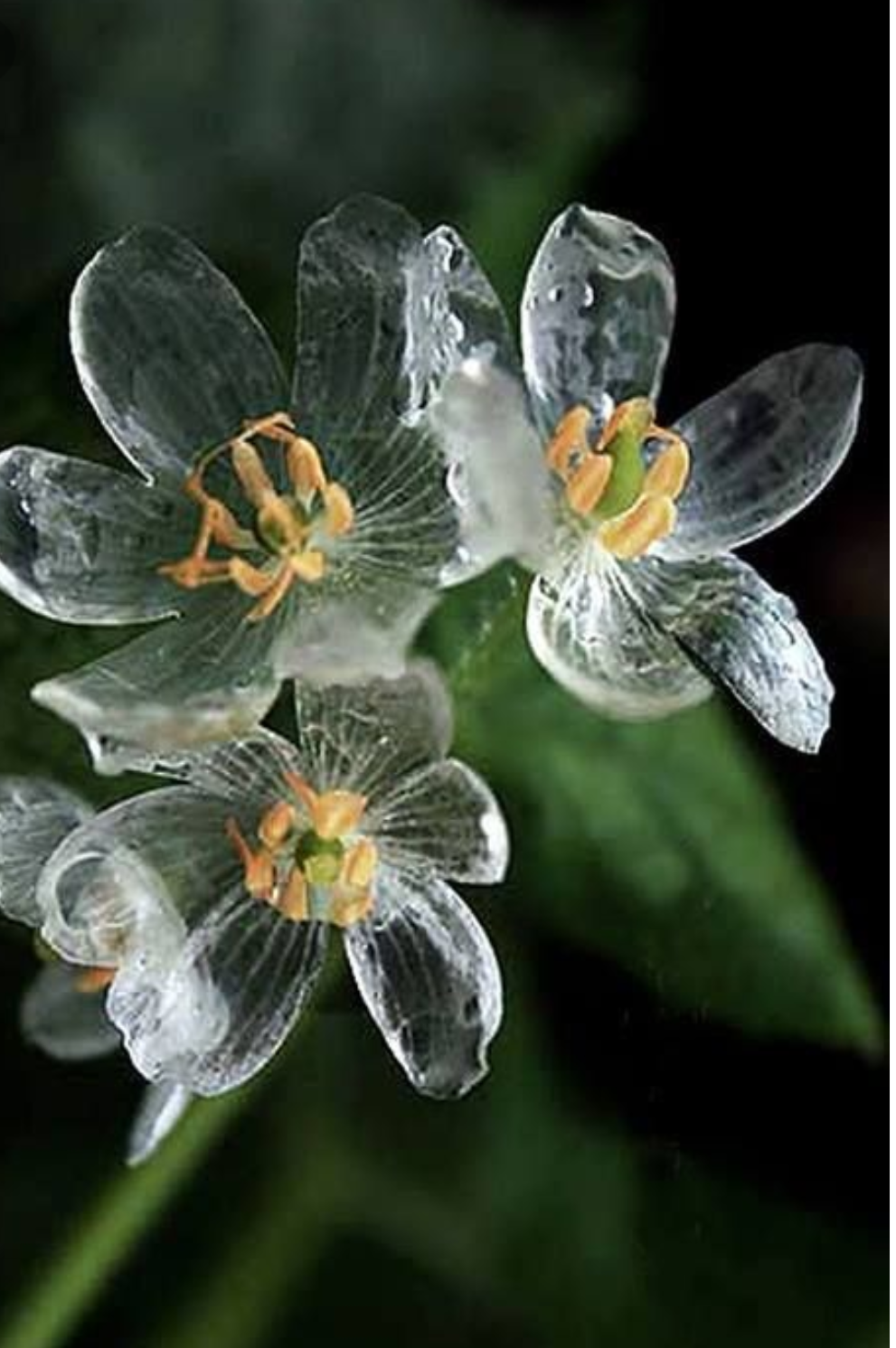 Exotische Transparente Blumen Samen Diphylleia Grayi