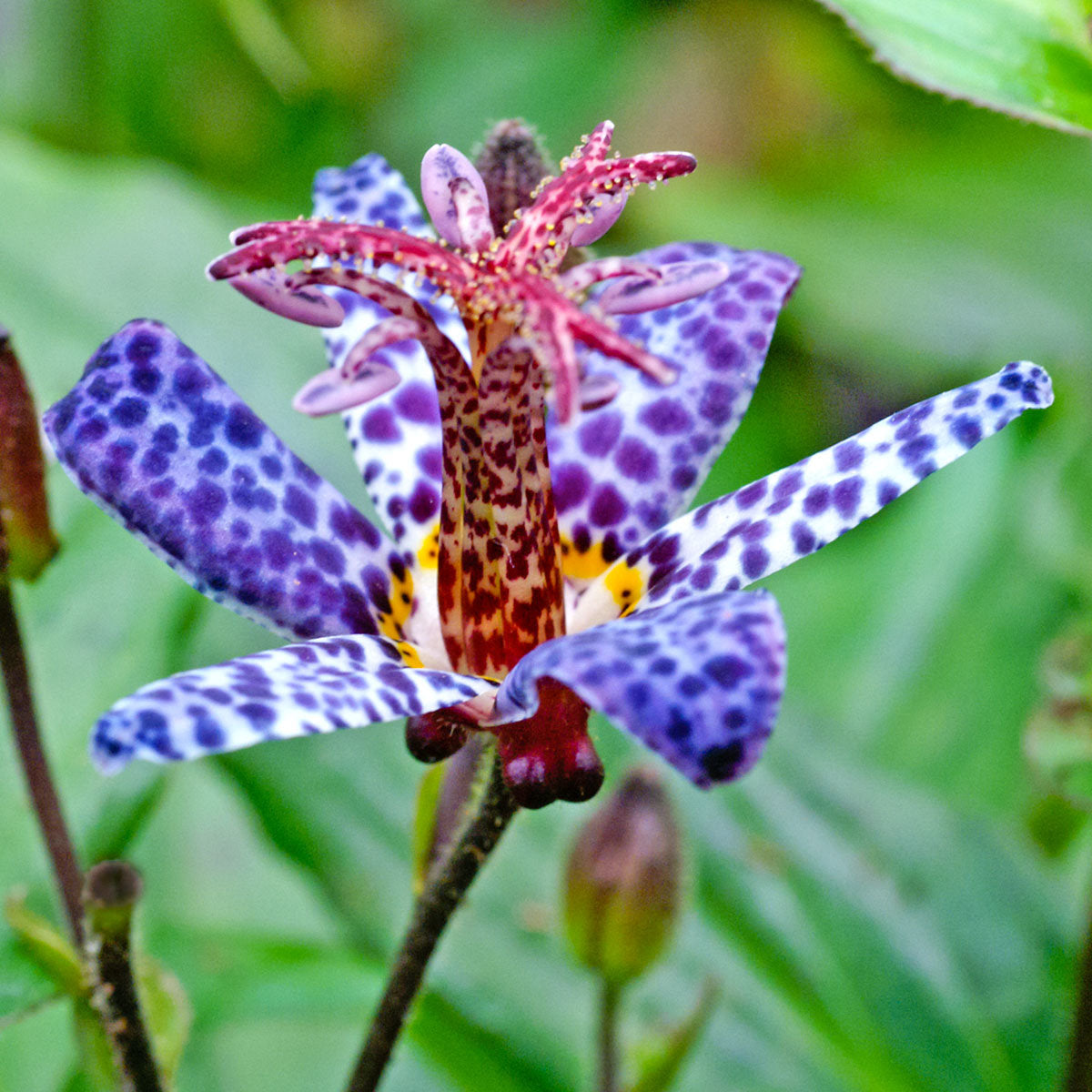 Japanische Krötenlilie (Tricyrtis hirta), tolle gesprenkelte Blüten 15 stück