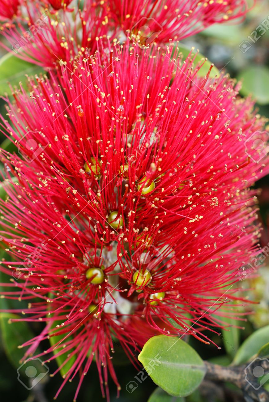 Neuseeländischer Weihnachtsbaum (Metrosideros excelsa), Eisenholzbaum 10 stück