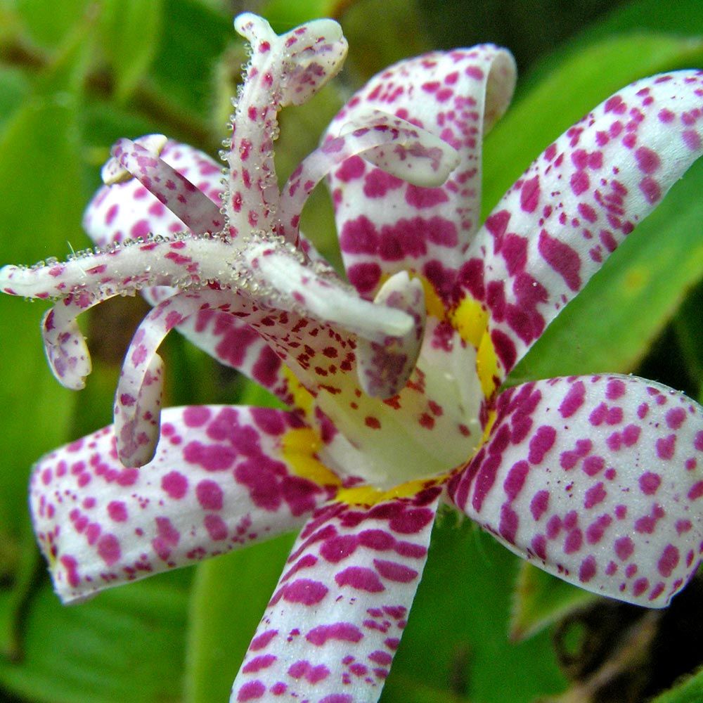 Japanische Krötenlilie (Tricyrtis hirta), tolle gesprenkelte Blüten 15 stück