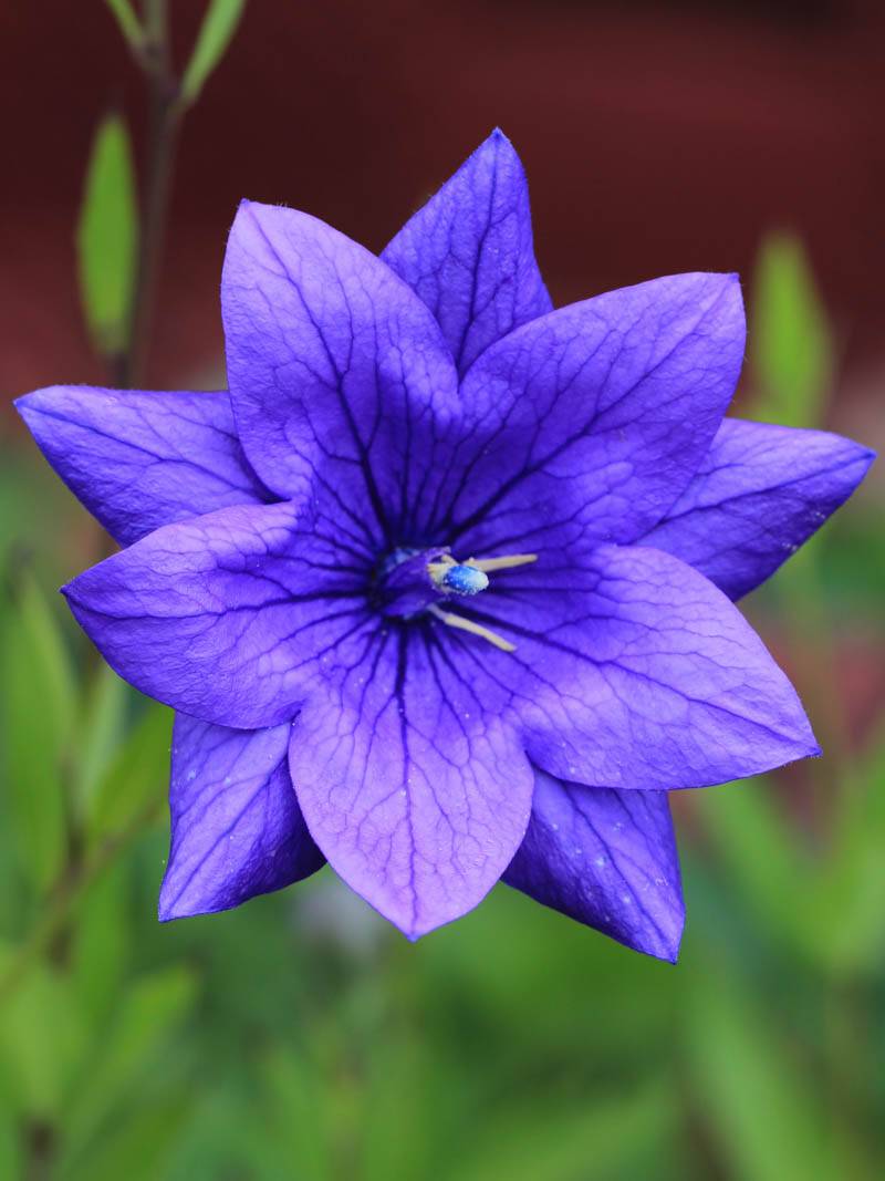 Ballonblume (Platycodon) 10 stück