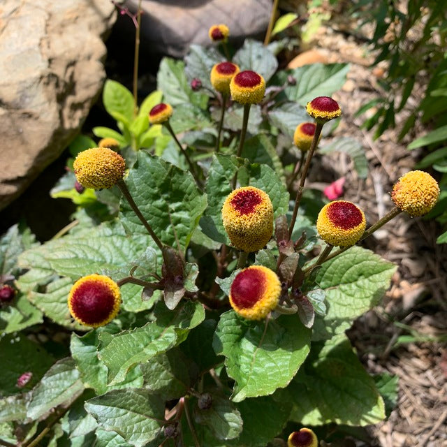 GESCHMACKSERLEBNIS, Samen Parakresse, Husarenkopf, Jambu (Acmella oleracea) 15 stück