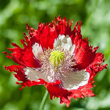 POPPY DANISH FLAG SEEDS (Papaver somnifer)