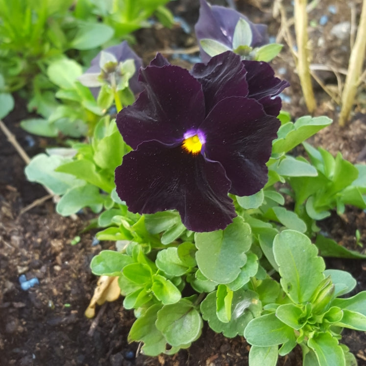 PANSY CLEAR CRYSTALS SCHWARZE SAMEN (Viola wittrockiana) 10 stück