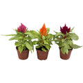 Federbusch Celosia plumosa samen 15 stück
