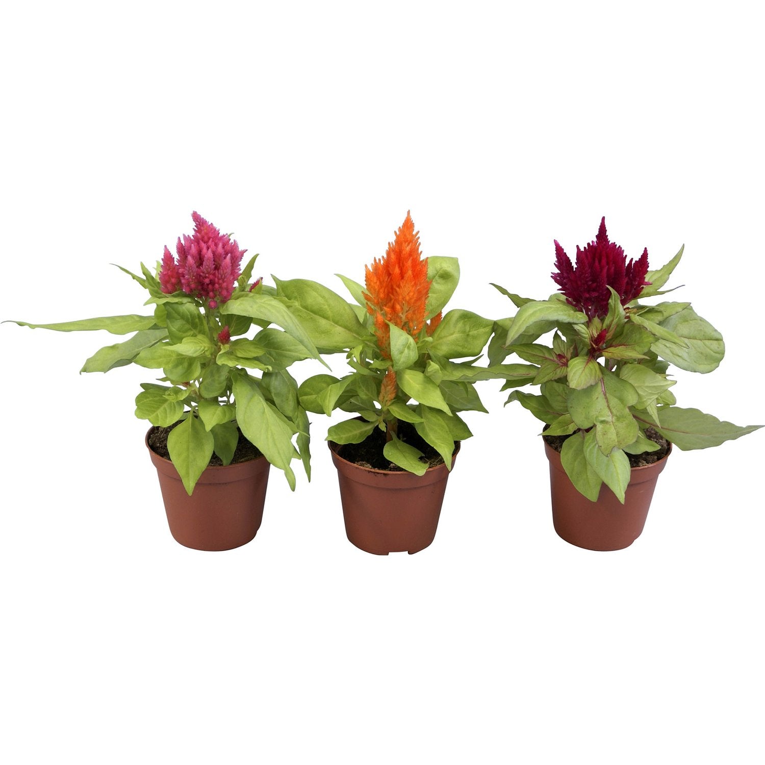 Federbusch Celosia plumosa samen 15 stück