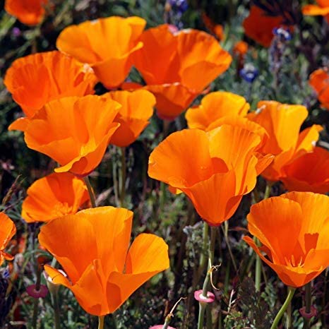 Kalifornischer Mohn (Eschscholzia Californica Golden West)  20 stück