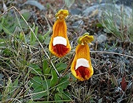 Calceolaria Uniflora Blumensamen Seltene Alpine Vegetatio
