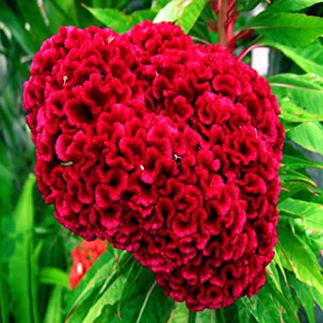 Hahnenkamm-Pink-Celosia-Cristata-Blumensamen 15 stück