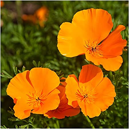 Kalifornischer Mohn (Eschscholzia Californica Golden West)  20 stück