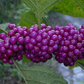 Callicarpa-americana-Beautyberry-berries