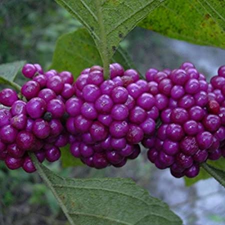 Callicarpa-americana-Beautyberry-berries