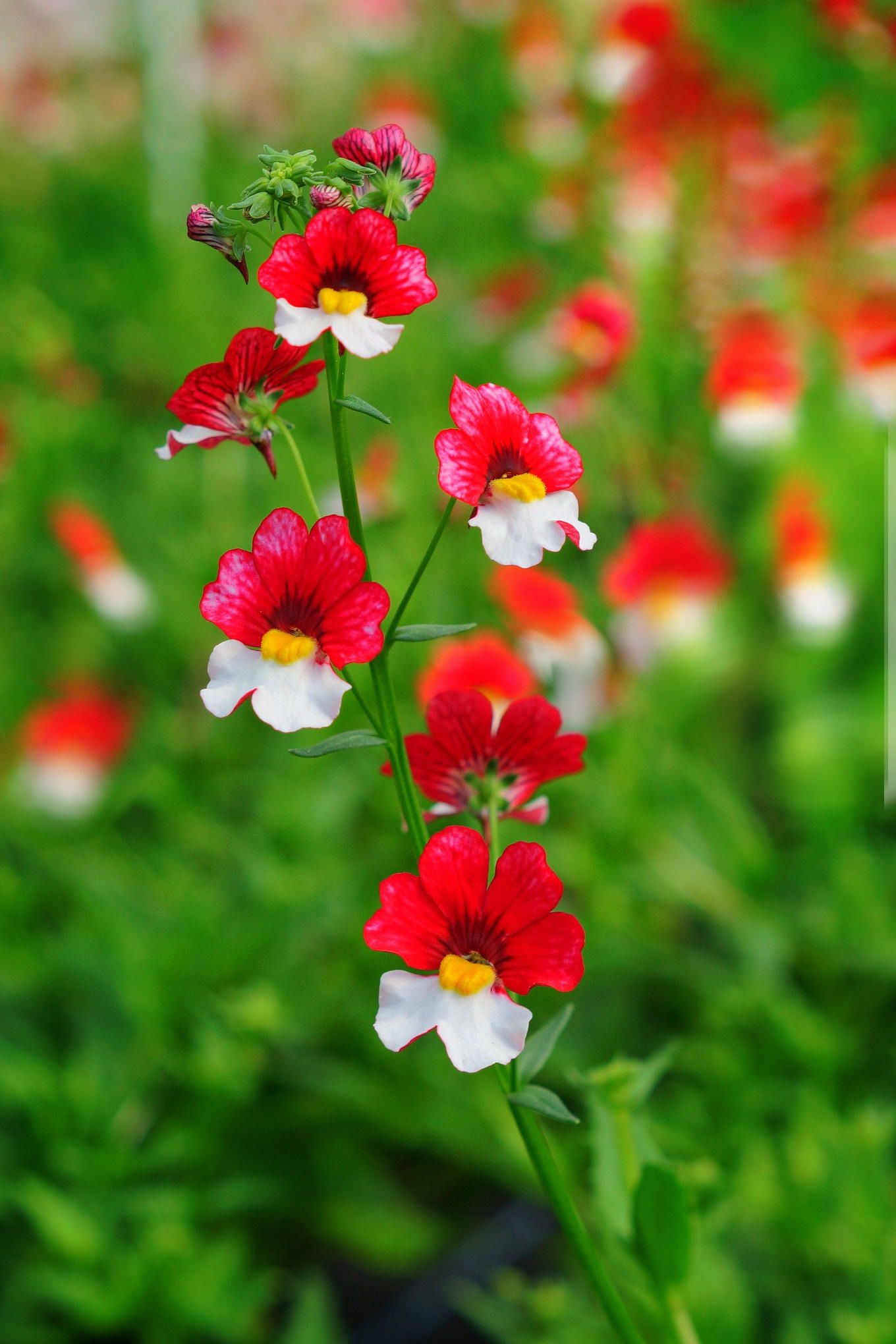 Nemesia St. George  (Nemesia strumosa) 15 stück