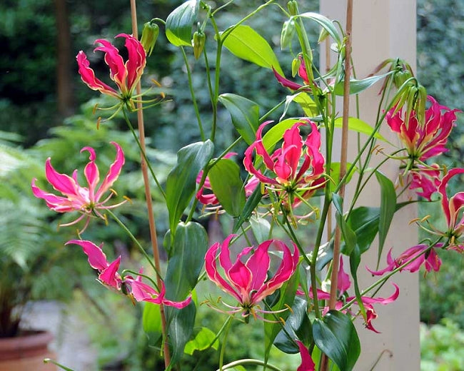 Garland flamme Lilium blumen