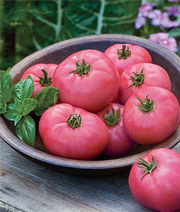 VEGETABLE PINK TOMATO - ADONIS - 15 SEEDS