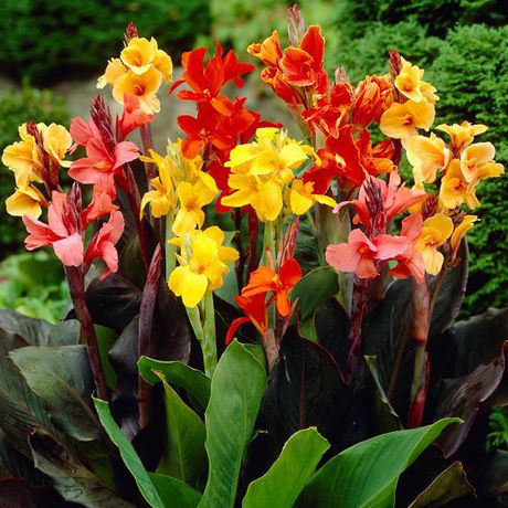 canna indica