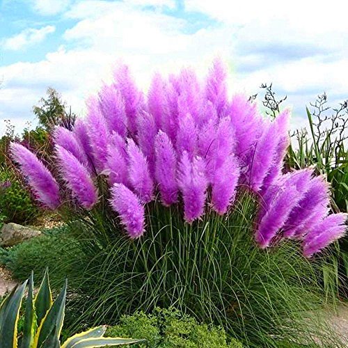 ORNAMENTAL GRASS - PAMPAS GRASS (Cortaderia selloana) 15 stück