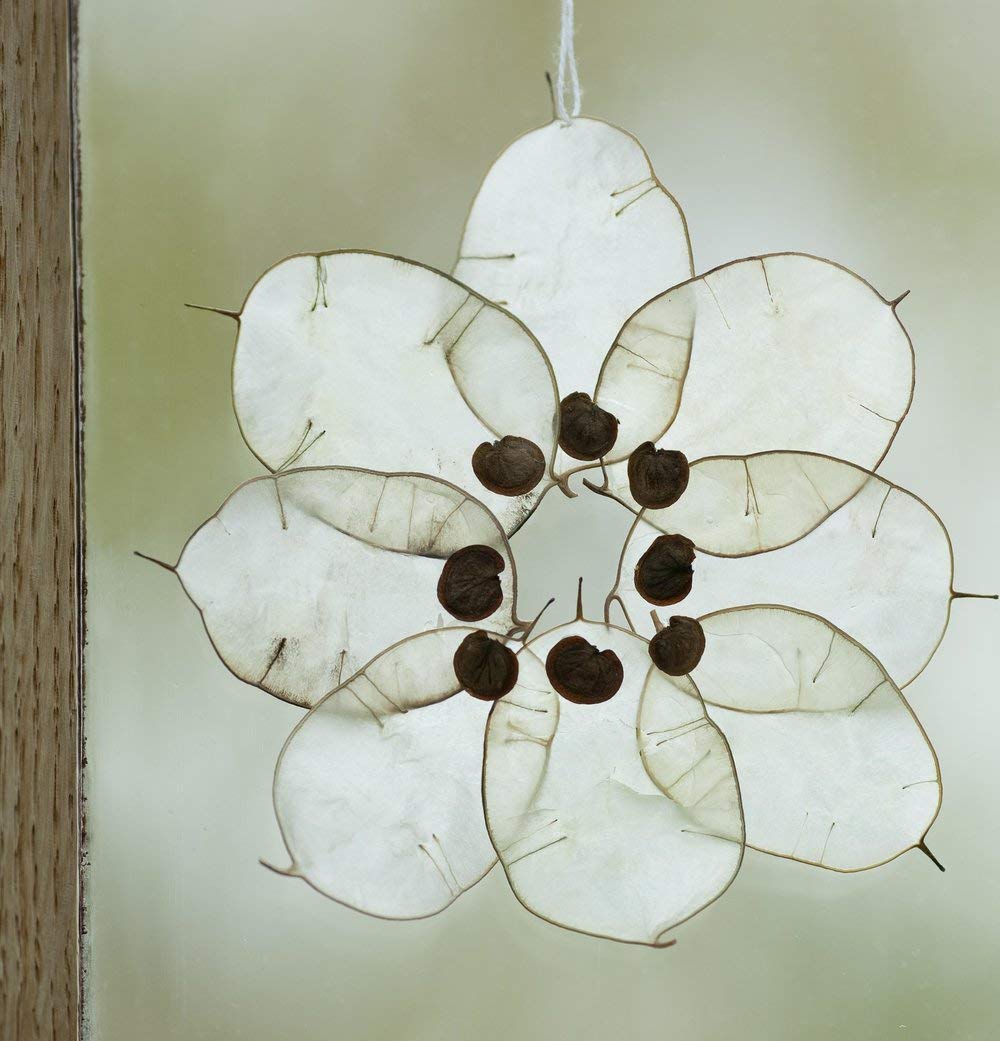 Silberblatt (Lunaria annua) 10 stück
