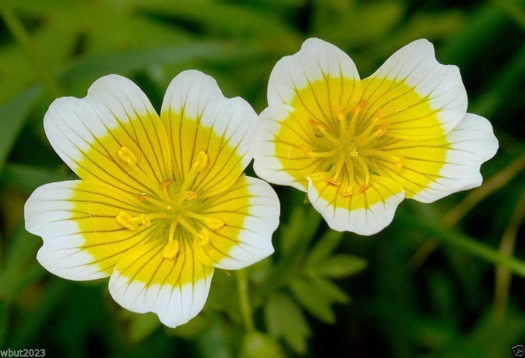 POACHED EGG PLANT SEEDS (Limnanthes douglasii)