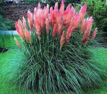 ORNAMENTAL GRASS - PAMPAS GRASS (Cortaderia selloana) 15 stück