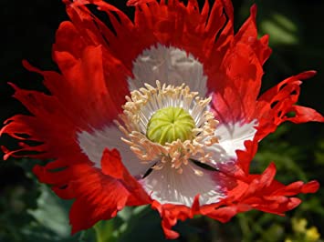 POPPY DANISH FLAG SEEDS (Papaver somnifer)