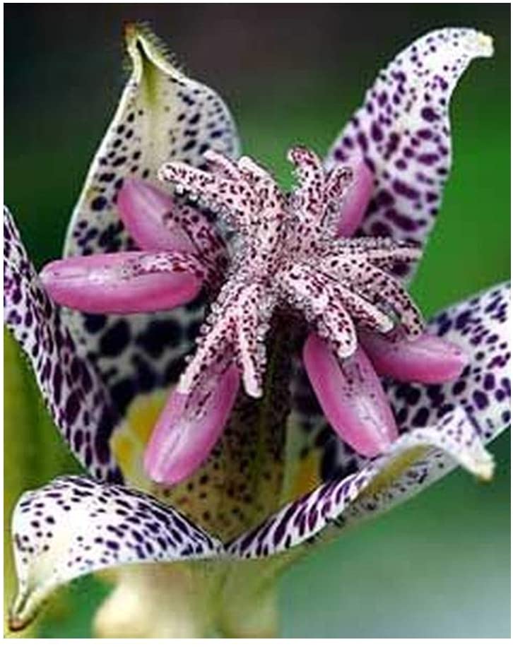 Japanische Krötenlilie (Tricyrtis hirta), tolle gesprenkelte Blüten 15 stück