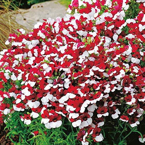 Nemesia St. George  (Nemesia strumosa) 15 stück